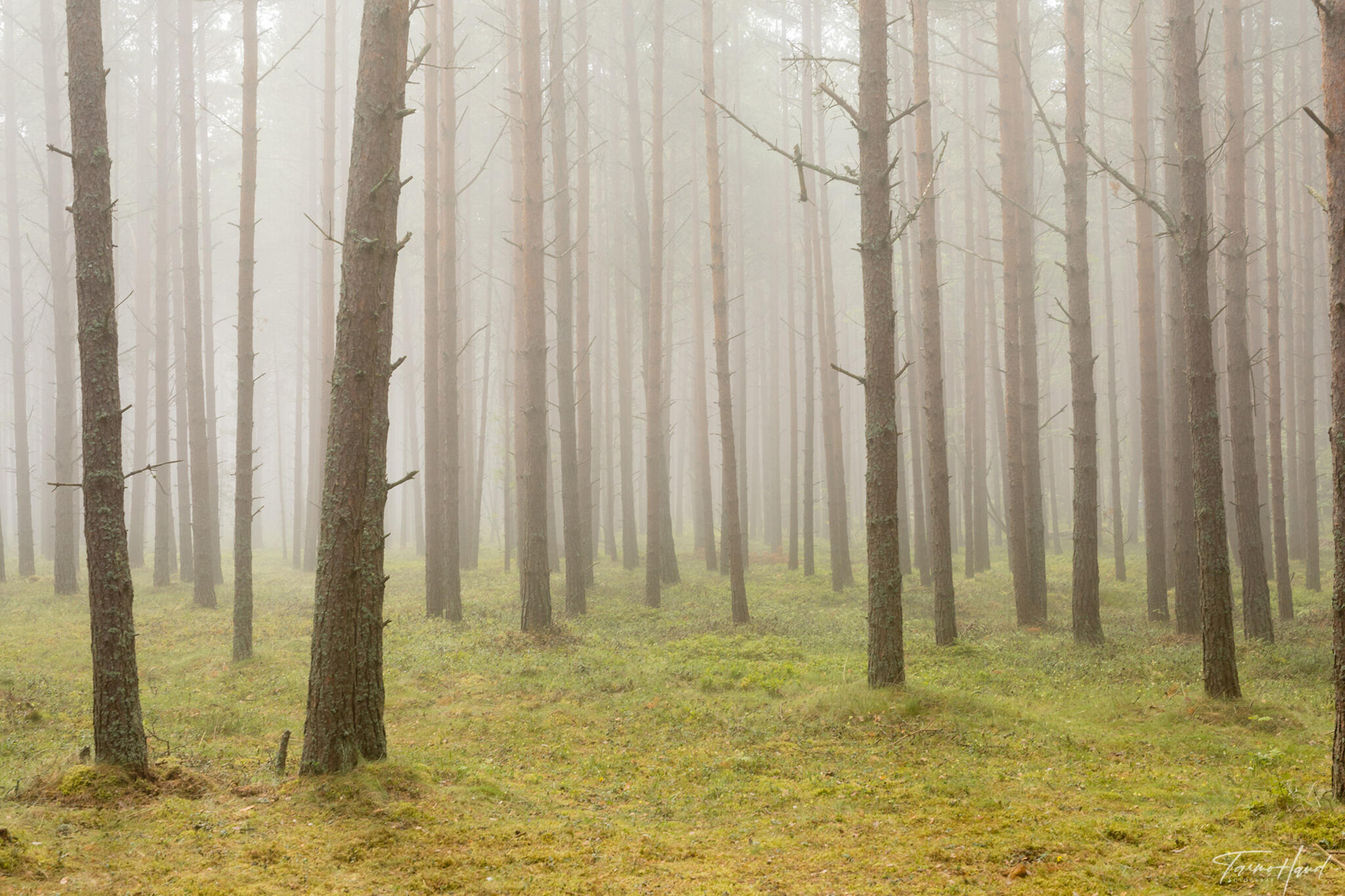 SKEG 2018 Pedassaarel