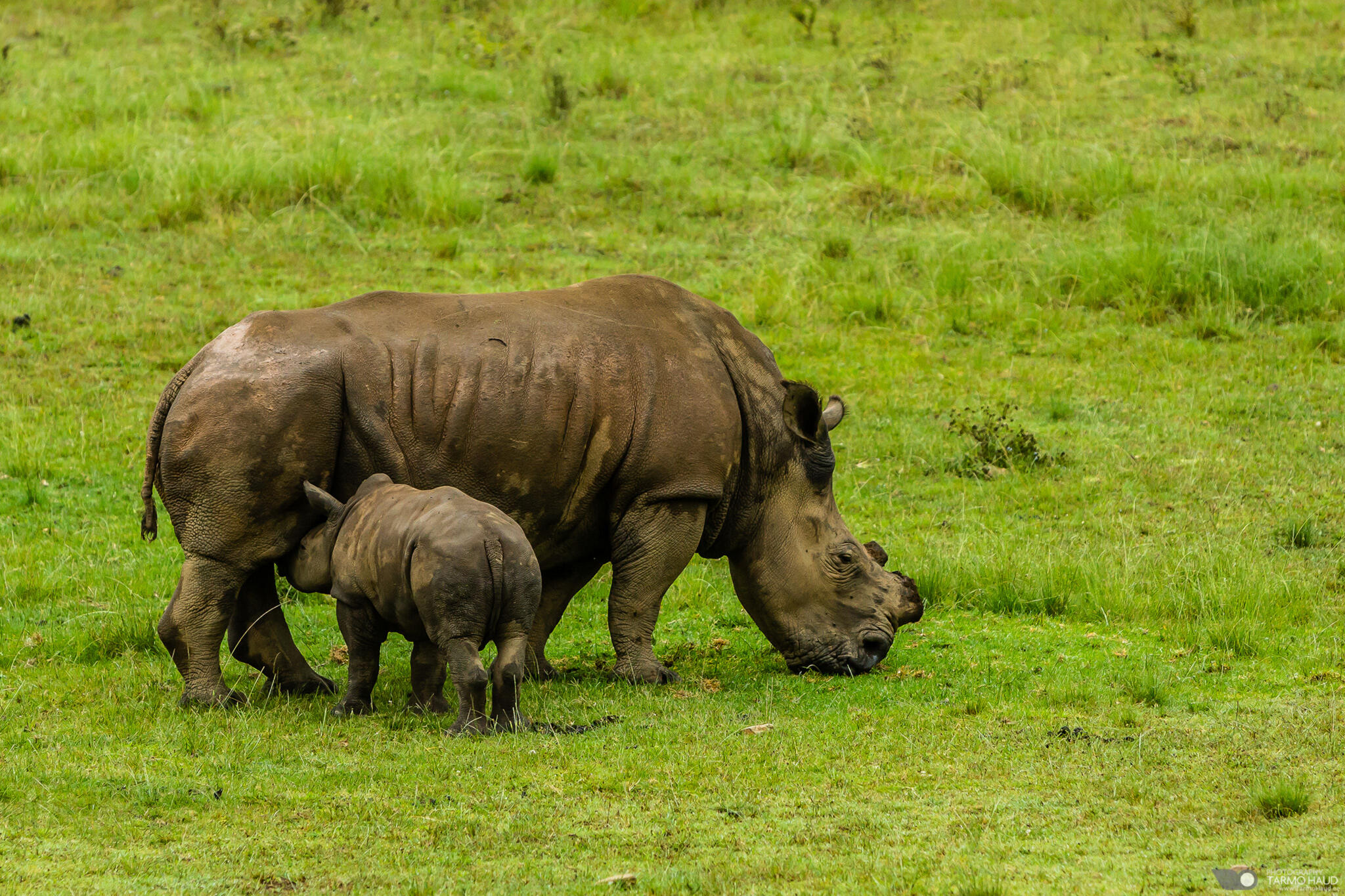Rhinoceros