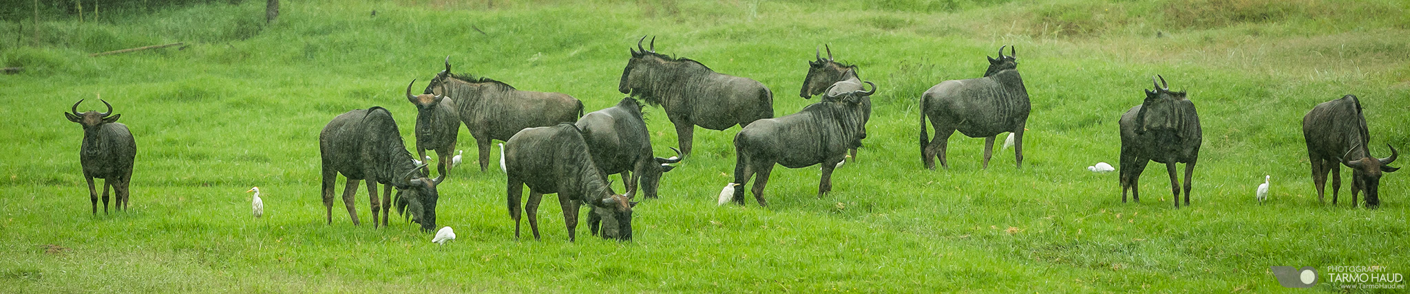 Wildebeest