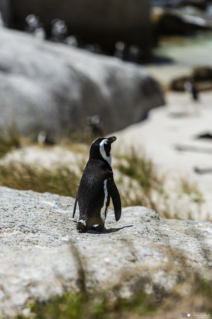 Penguins of Boulders Beach
